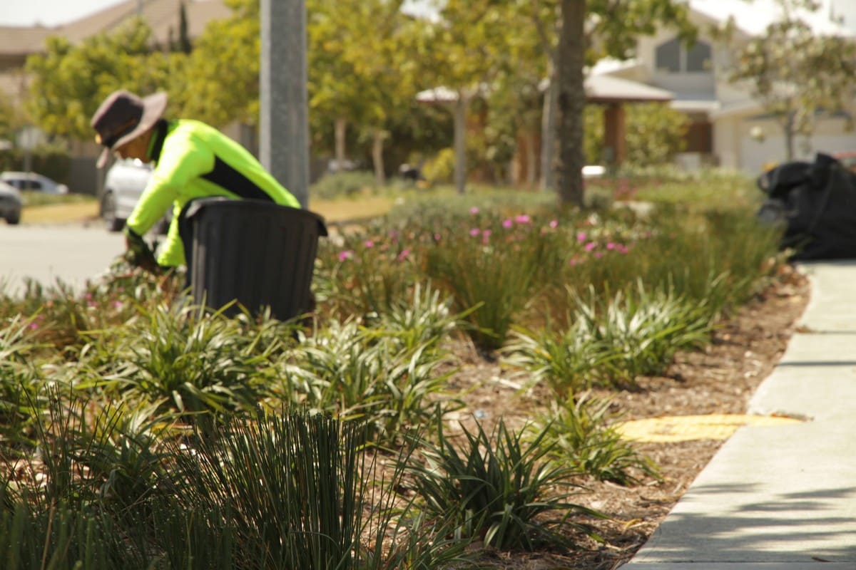 Crew maintaining streetscape garden beds