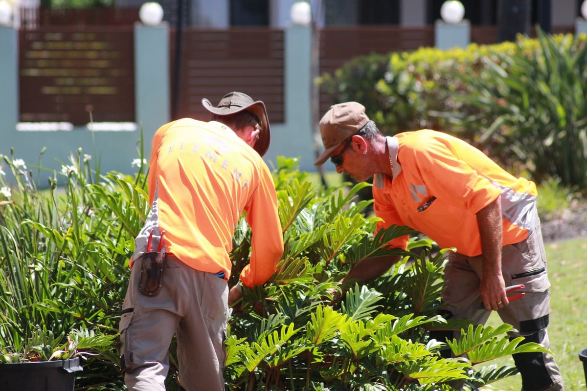 Element Queensland arborist pruning a commercial shrub to Australian Standard AS 4373