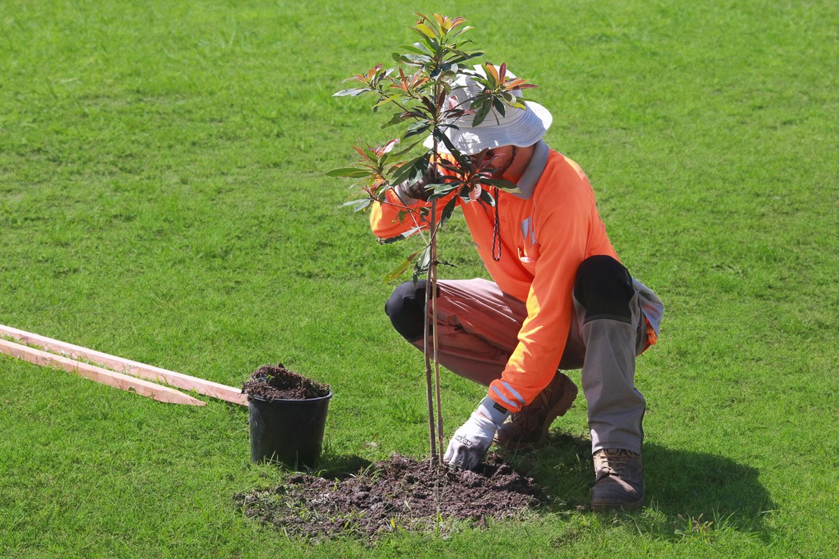 Professional stump grinding and root management services in Brisbane