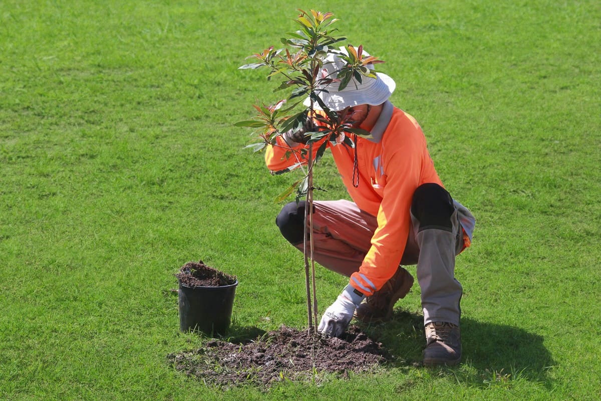 Crew planting trees closeup
