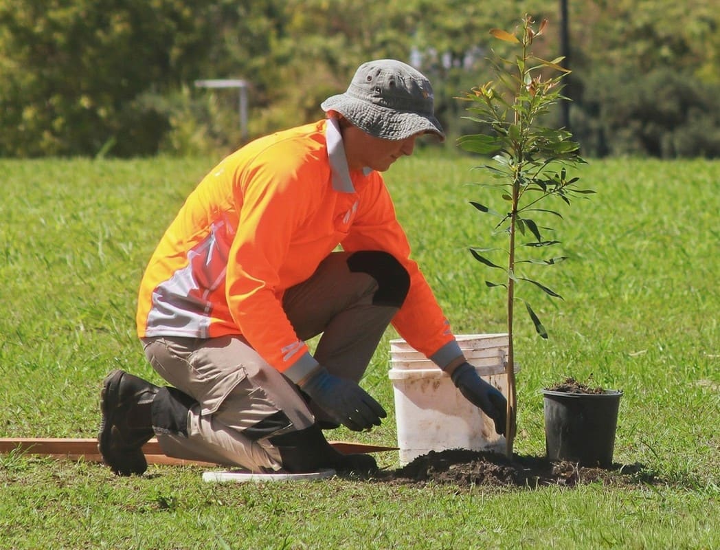 Arborist managing tree root system during planting