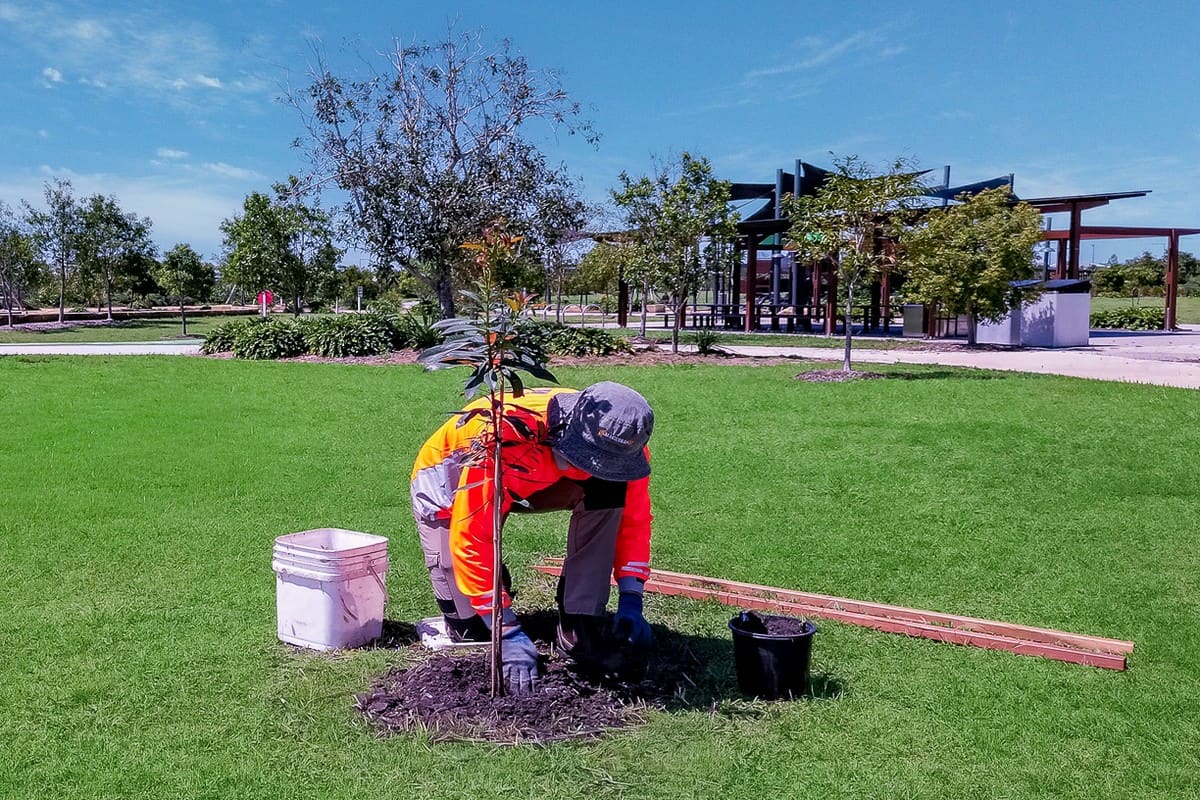 Element Queensland crew planting trees at park with pavilion