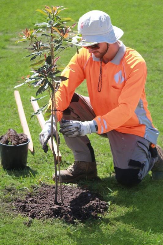Element Queensland crew member preparing trees for a large-scale planting project
