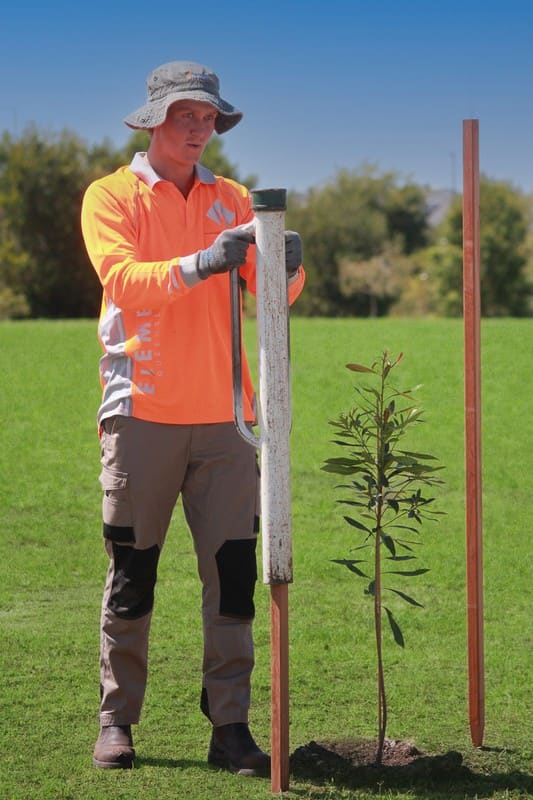 Crew member staking newly planted tree
