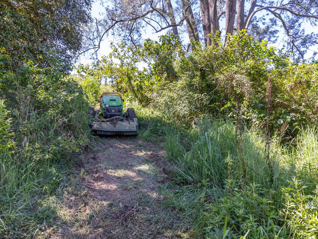 Remote-controlled forestry mulching machine processing dense vegetation